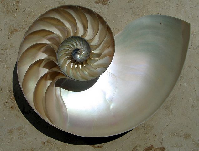 File:NautilusCutawayLogarithmicSpiral.jpg