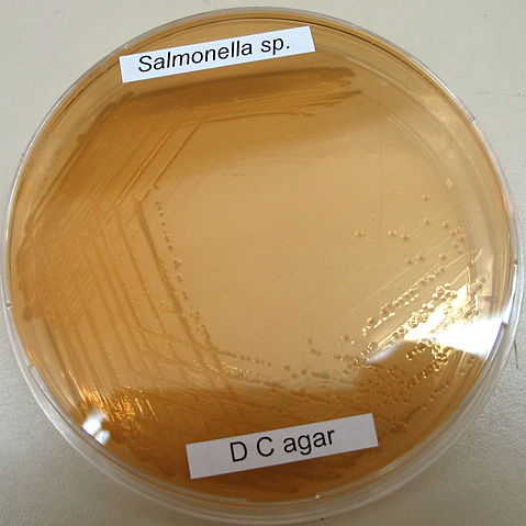 File:Salmonella sp. on DC-agar from Flickr 69017875.jpg