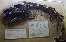 Photograph of the skull in side view, with a partial neck composed of seven vertebrae extending from it, seemingly articulated. However, the vertebrae are at a right angle, i.e. their neural spines point to what is to the left for the skull. Among each other they are articulated, forming a 110&deg; curve, which the cervical ribs follow. Next to the fossil are explanatory signs, including a schematic drawing showing the skull openings and giving their names. The name shown is Plateosaurus&nbsp;quenstedti, a junior synonym of P.&nbsp;engelhardti.