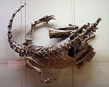 Photograph of an articulated skeleton missing the head and tail, seen from above. The animal has the limbs strongly folded in a squatting posture, the arms are spread out with the palms facing up and inward. The body and neck curve to the right, with the body making a 40&deg; curve and the neck a 110&deg; curve. The trunk is compressed, which can be seen from the shoulder blades sticking straight up and the ribs being folded backwards. All sediment that is not necessary to keep the bones of the body and neck connected has been removed.