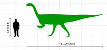 A silhouette drawing of Plateosaurus in lateral view, and a human male. The dinosaur is depicted as a biped. The 1.8&nbsp;m tall (6&nbsp;ft) human does not reach hip height of Plateosaurus.