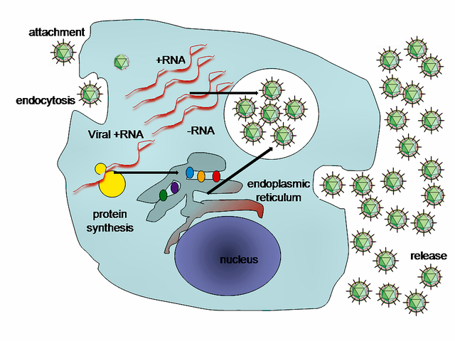 File:HepC replication.png