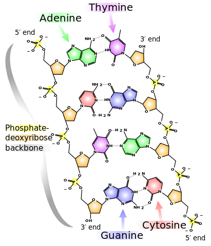File:DNA chemical structure.svg