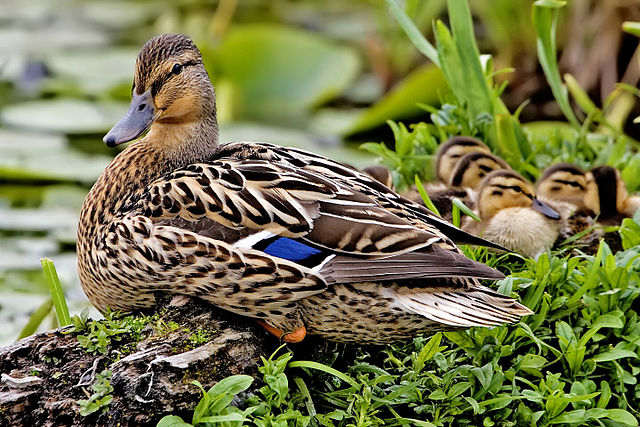 File:Female mallard nest - natures pics edit2.jpg