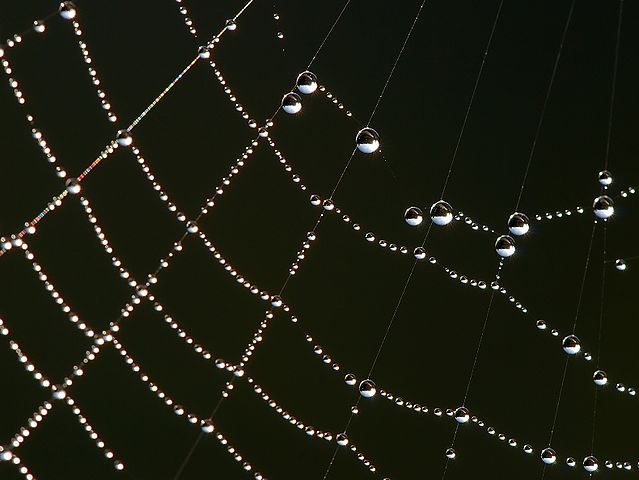 File:Spider web Luc Viatour.jpg