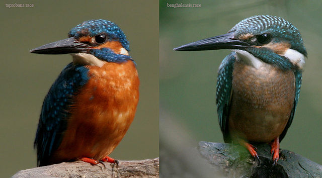 File:Common Kingfisher- different races.jpg