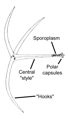 File:Actinomyxon.png