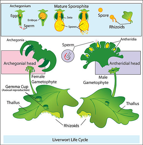 File:Liverwort life cycle.jpg