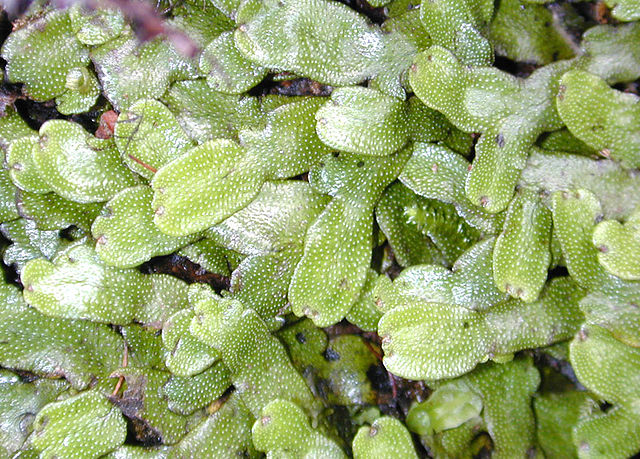 File:Liverwort.jpg