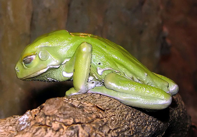 File:Waxy.tree.frog.arp.jpg