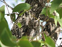  Owl with eyes closed in front of similarly coloured tree trunk partly obscured by green leaves