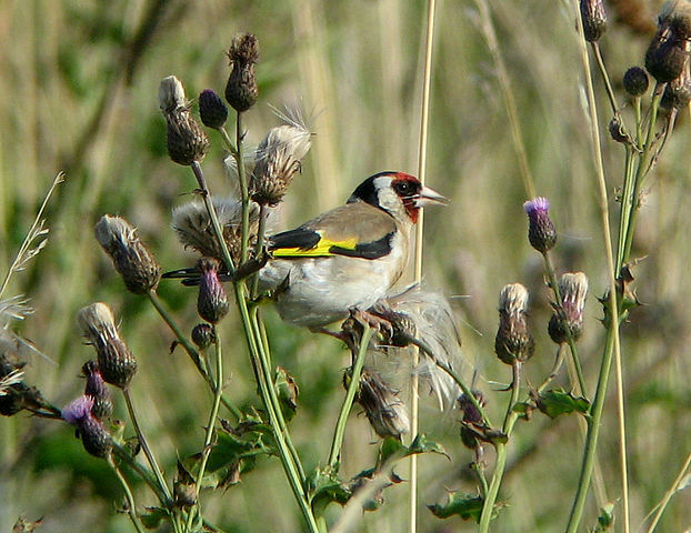 File:Carduelis carduelis2.jpg