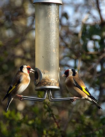 File:European Goldfinch (Carduelis carduelis) -two on birdfeeder.jpg