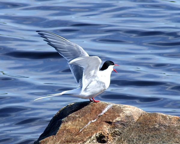 File:Arctic Tern 2006 06 08.JPG