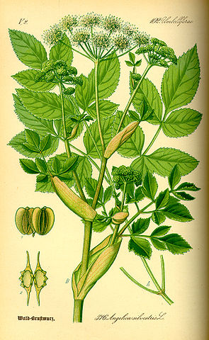 File:Illustration Angelica silvestris0.jpg