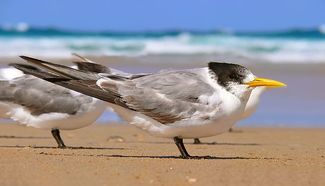 File:Crested tern444 edit.jpg