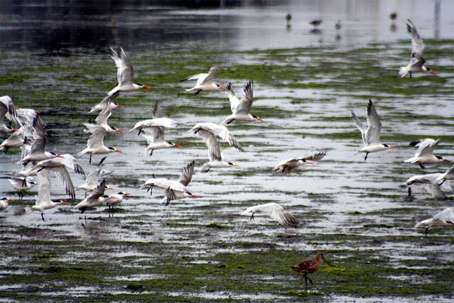 File:Terns in flight.jpg