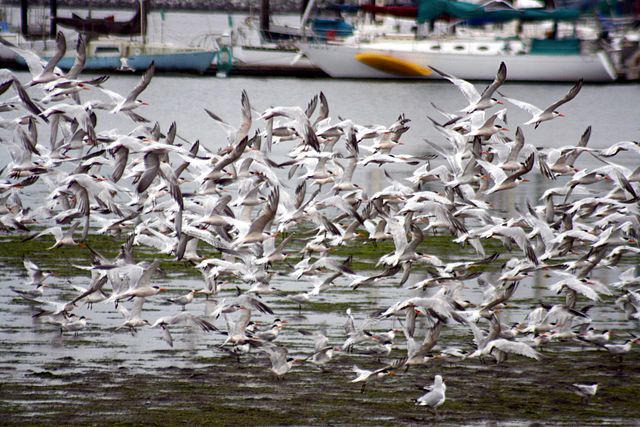 File:Terns in flight 1.jpg