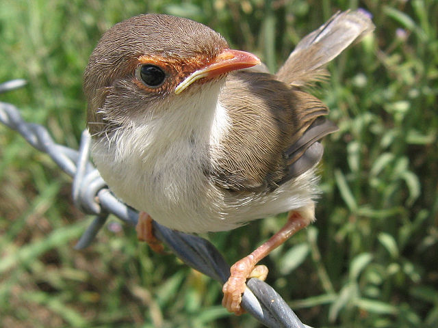 File:Superb fairy wren2 LiquidGhoul.jpg