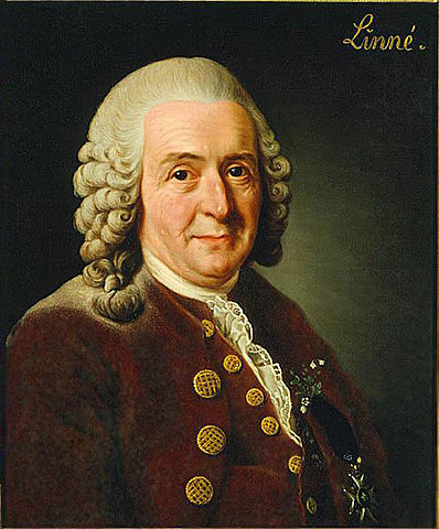 File:Carolus Linnaeus (cleaned up version).jpg