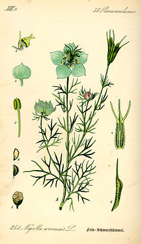 File:Illustration Nigella arvensis0.jpg