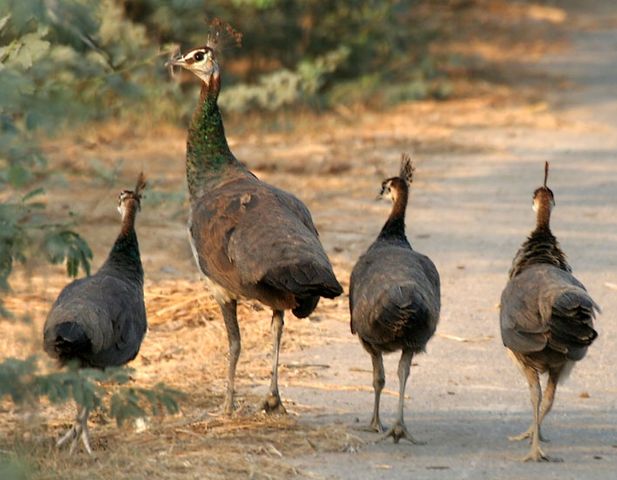 File:Indian Peahens I IMG 9647.jpg