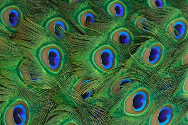 File:Lightmatter peacock tailfeathers closeup.jpg