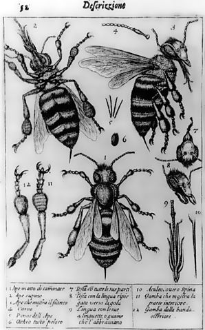 File:Stelluti bees1630.jpg