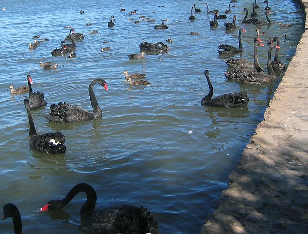 File:Black Swans Canberra.jpg