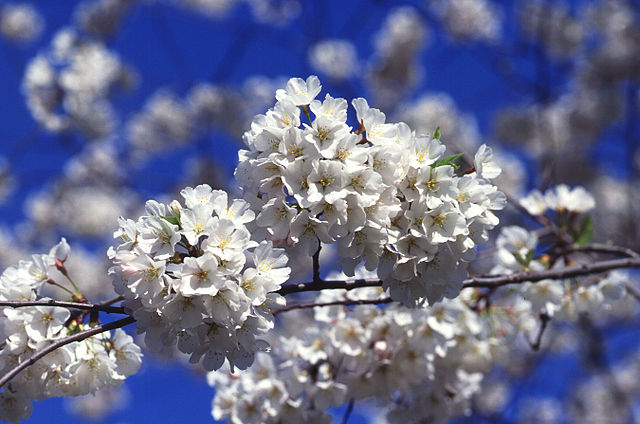 File:Cherry tree blossoms.jpg