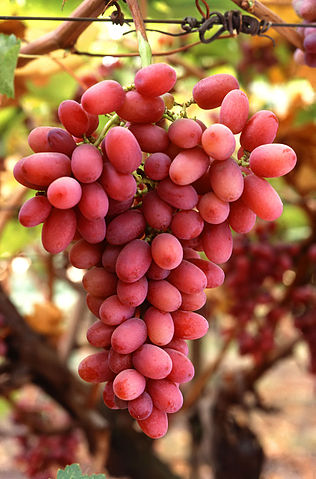 File:Grapes05.jpg