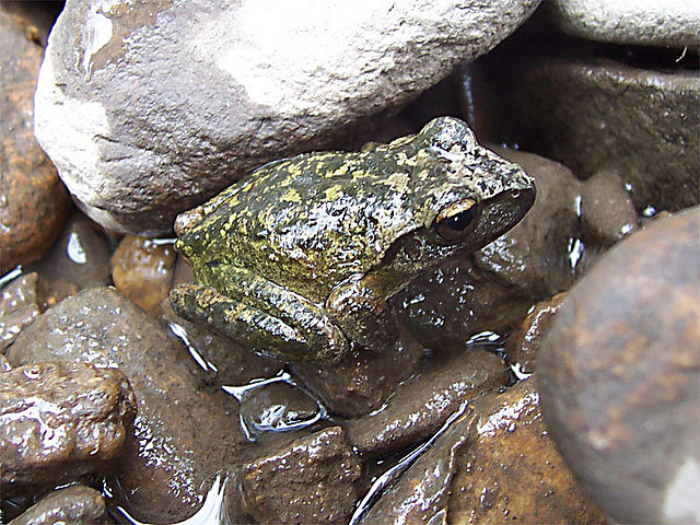 File:Frog.jpg