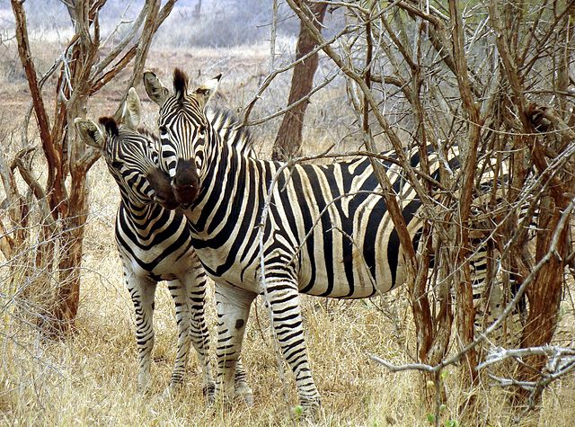 File:Zebras in love-JD.JPG