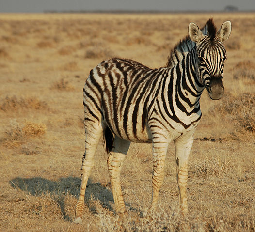 File:Namibie Etosha Zebre 02.JPG
