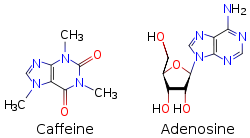 Two skeletal formulas: left&nbsp;&ndash; caffeine, right&nbsp;&ndash; adenosine.