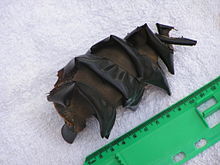 Photo of 12 centimetres (4.7&nbsp;in) egg case adjacent to ruler, the egg case is a brown ovalish shape, with a spiral band running around it from top to bottom.