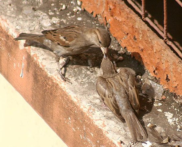 File:House sparrow I IMG 7054.jpg