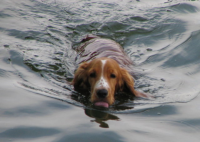 File:Swimming dog bgiu.jpg
