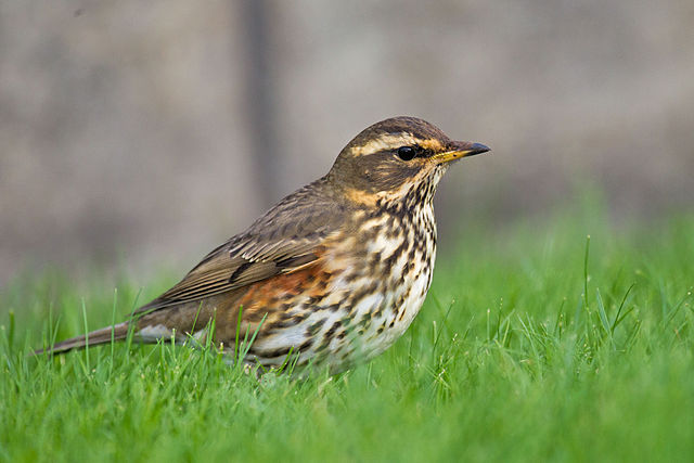 File:Redwing Turdus iliacus.jpg