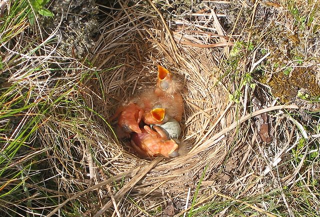 File:Redwing nest.jpg