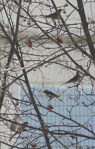 File:Fieldfare pod 17feb2007 07 crl1024.jpg