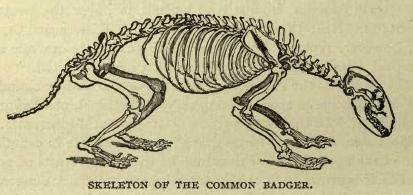 File:Badgerskeleton.jpg