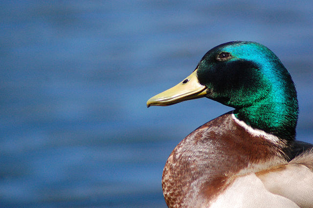 File:Male Mallard Headshot.jpg