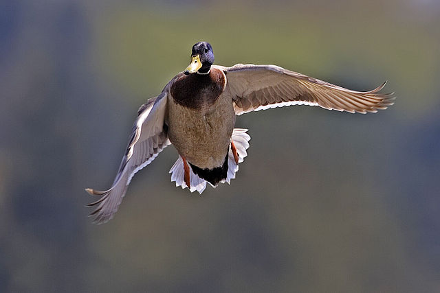 File:Male mallard flight - natures pics.jpg