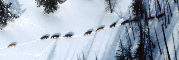 File:Wolf pack in Yellowstone NP.jpg