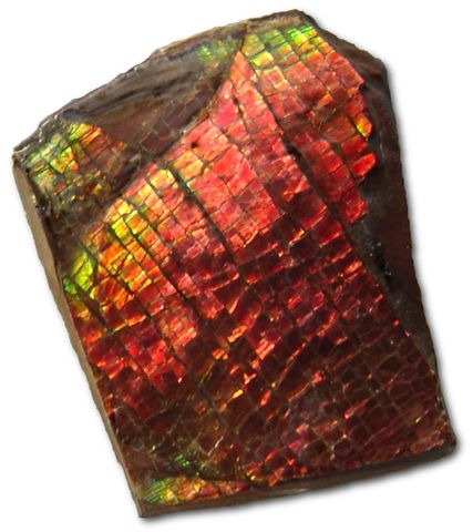 File:Ammolite.jpg