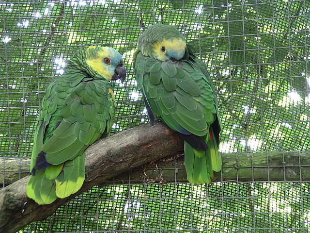 File:Blue-fronted amazon parrot 31l07.JPG