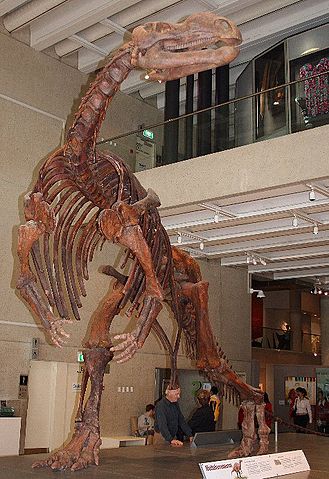 File:Muttaburrasaurus skel QM email.jpg