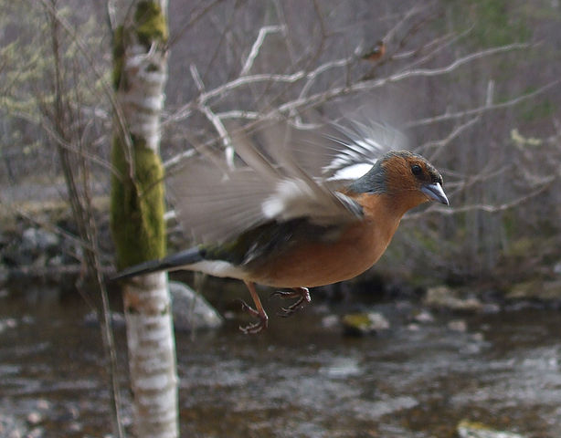 File:Chaffinch in flight.jpg