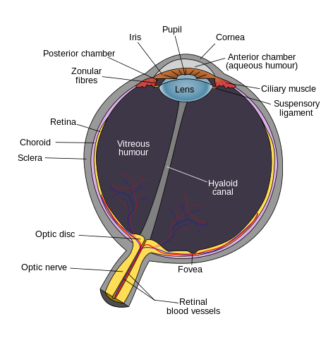 File:Schematic diagram of the human eye en.svg
